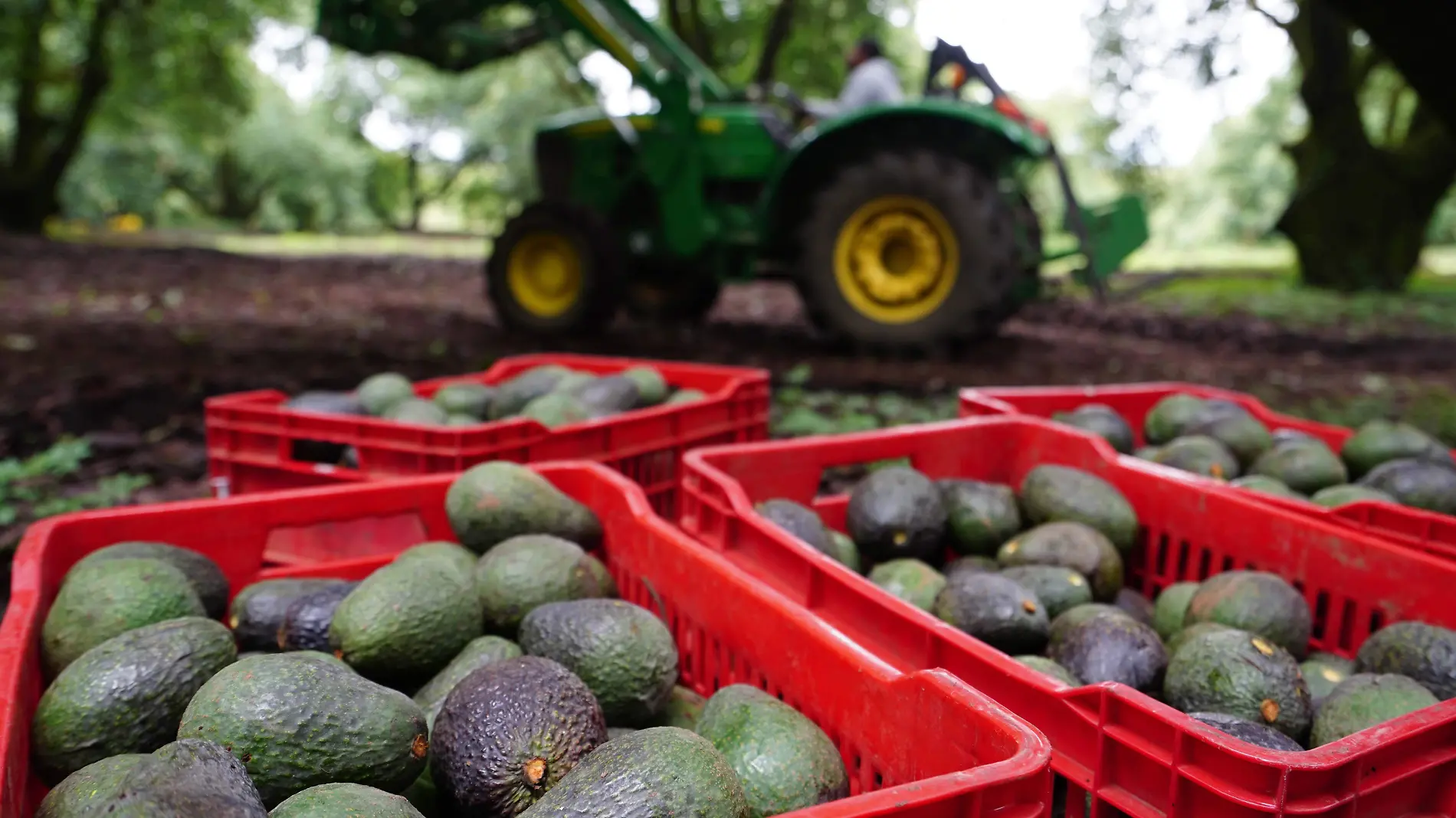 Aguacate, Juan José Estrada Cuartoscuro